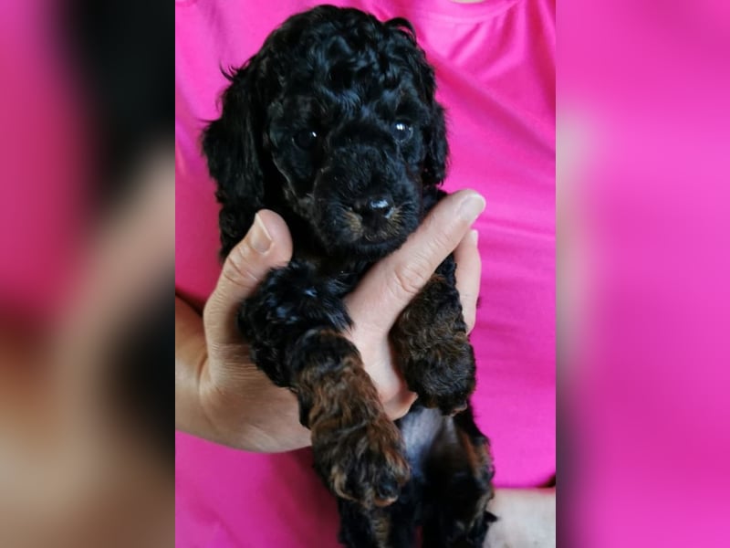 Zwergpudel Welpen black and tan mit Ahnentafel
