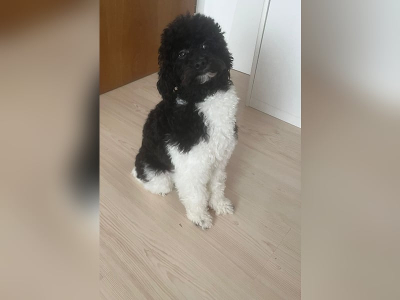Zwergpudel Deckrüde Harlekin mit Papiere