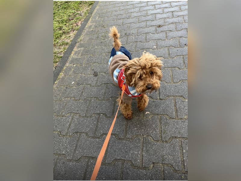 Liebevoller 6 Monate Alter Zwergpudel sucht neues Zuhause