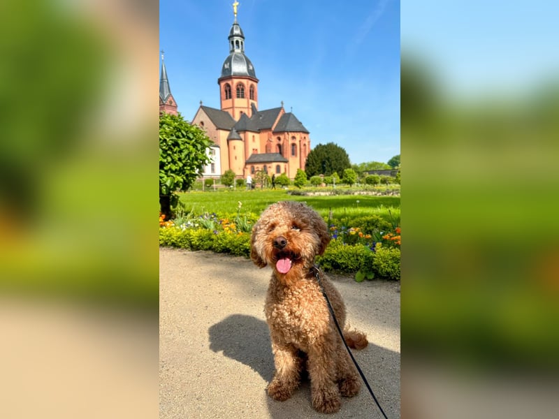 Erfahrener Zwergpudel-Deckrüde steht passenden Hündinnen zur Verfügung! Unser lieber und charm