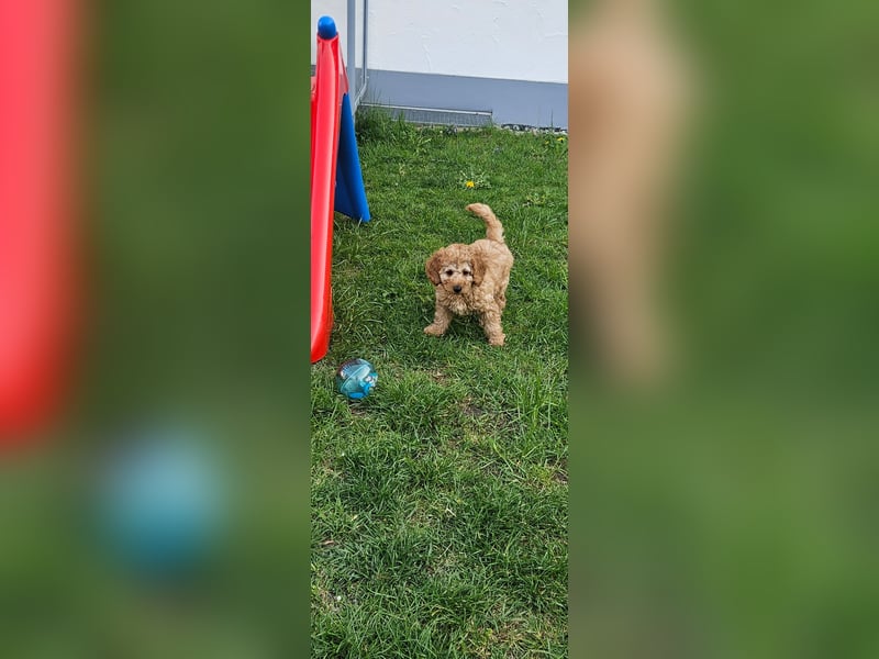 Toy zwergpudel