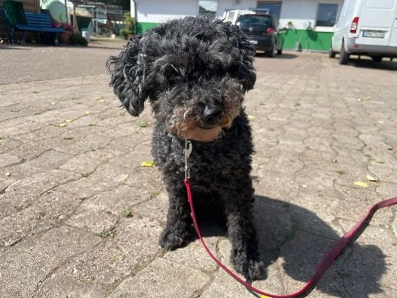 Nini, Zwergpudel, geb 2017, Kuschelkönig sucht Zuhause
