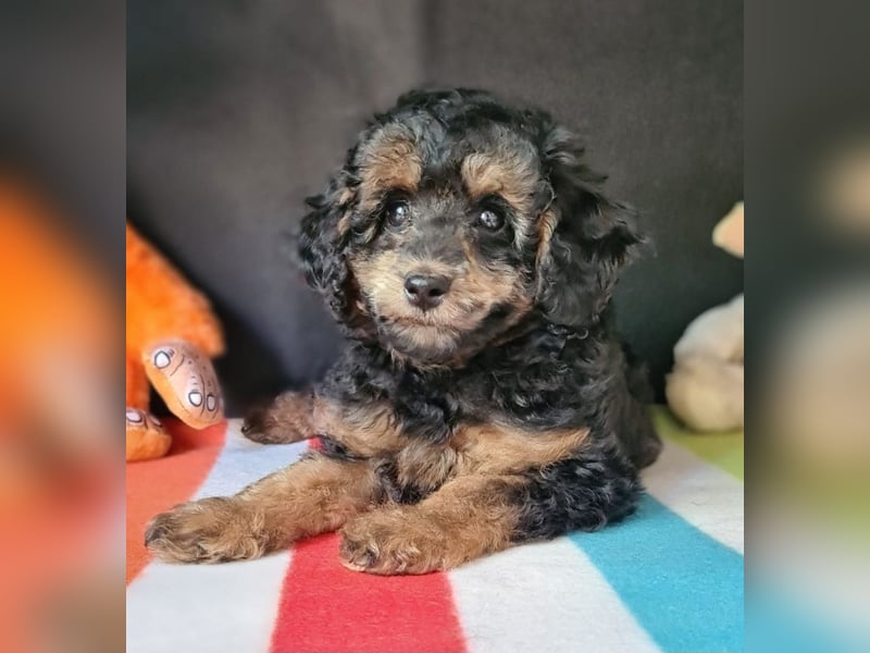 Zwergpudel Welpen in black-tan mit Stammbaum suchen liebe Menschen