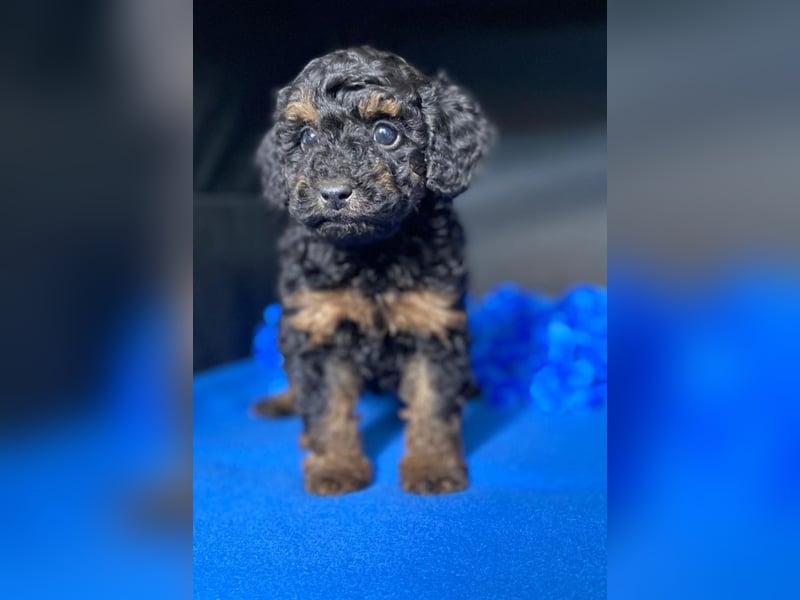 Zwergpudel Welpen in black-tan mit Stammbaum suchen liebe Menschen