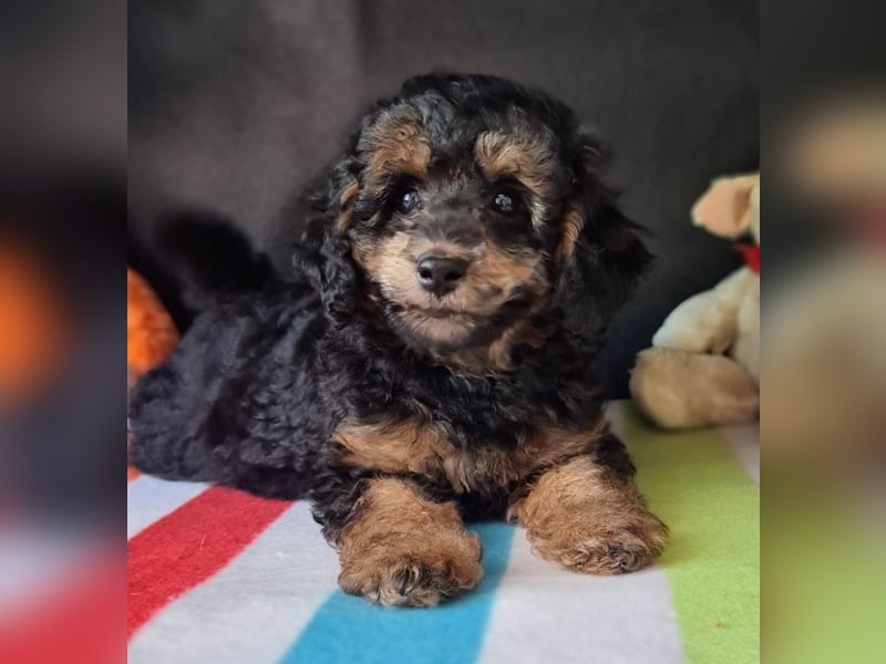 Zwergpudel Welpen in black-tan mit Stammbaum suchen liebe Menschen