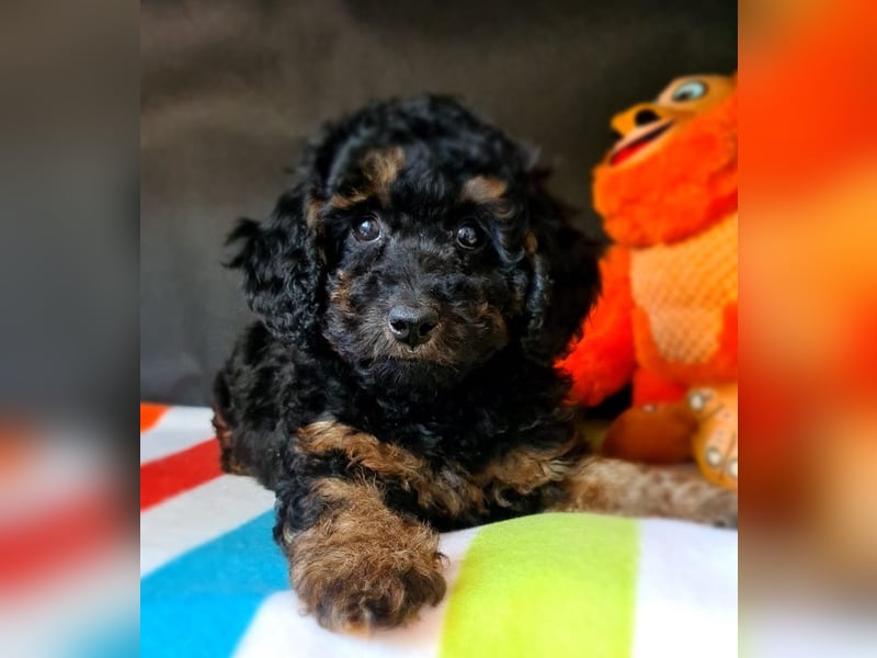 Zwergpudel Welpen in black-tan mit Stammbaum suchen liebe Menschen