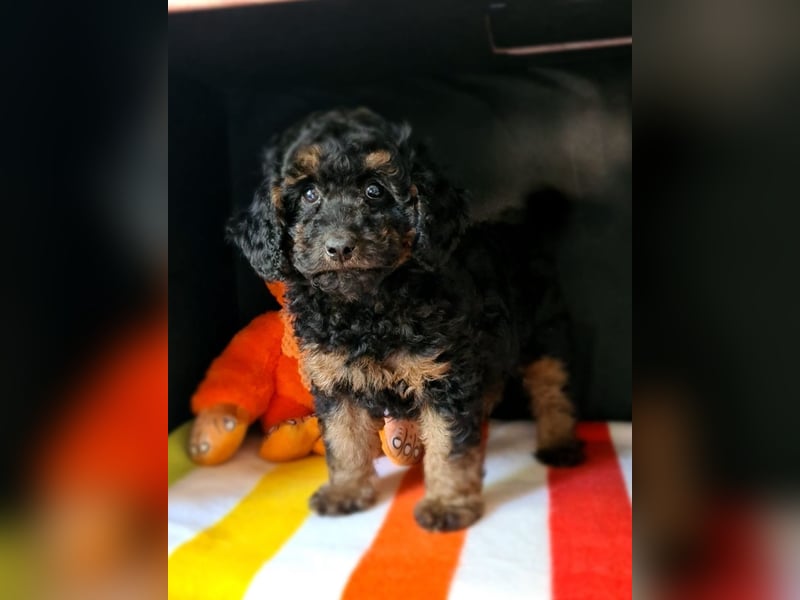 Zwergpudel Welpen in black-tan mit Stammbaum suchen liebe Menschen