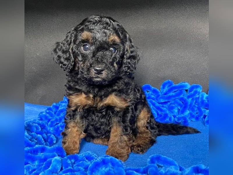 Zwergpudel Welpen in black-tan mit Stammbaum suchen liebe Menschen