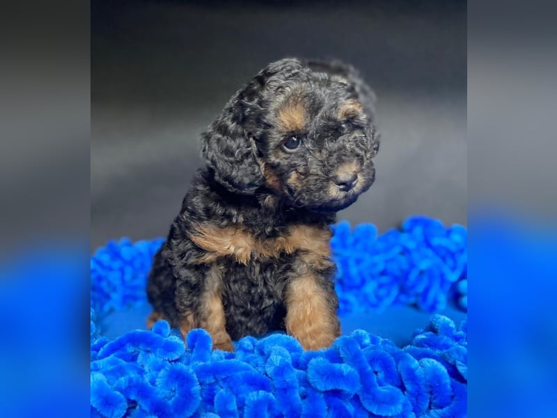Zwergpudel Welpen in black-tan mit Stammbaum suchen liebe Menschen