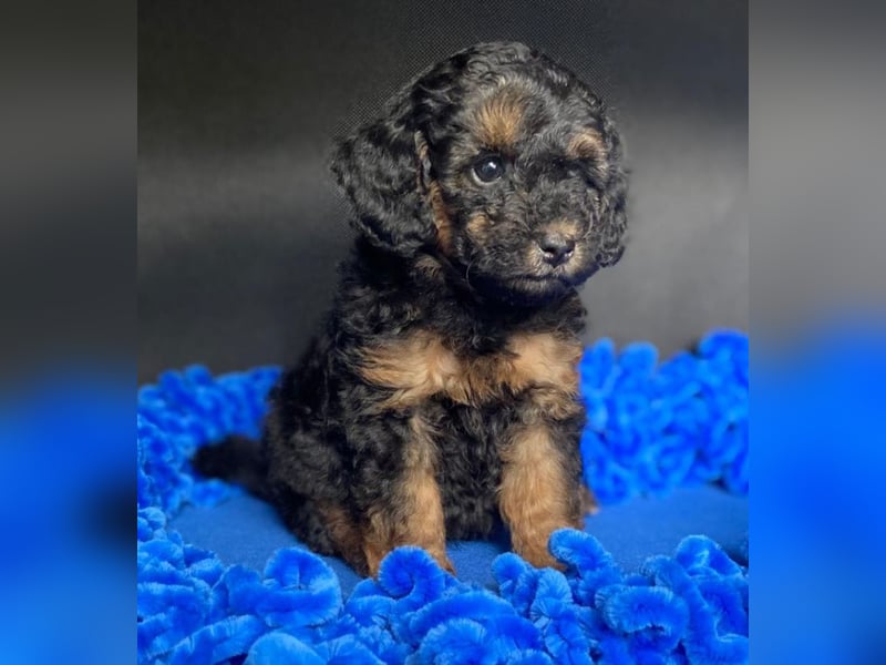 Zwergpudel Welpen in black-tan mit Stammbaum suchen liebe Menschen