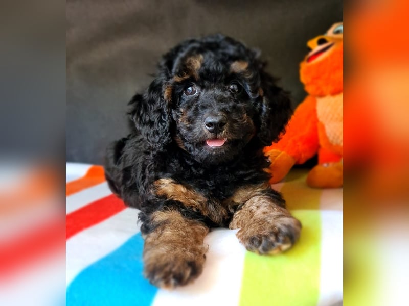 Zwergpudel Welpen in black-tan mit Stammbaum suchen liebe Menschen
