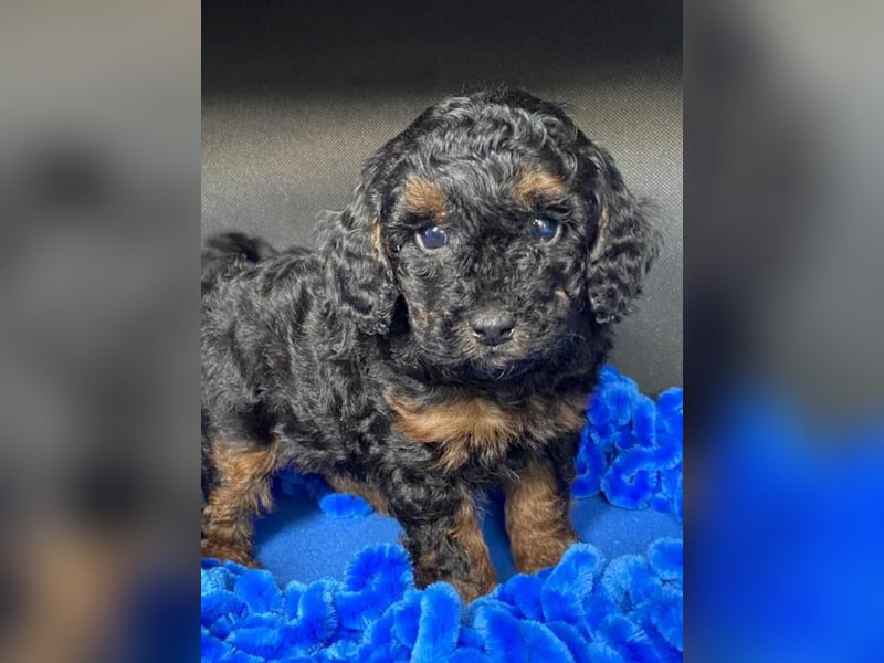 Zwergpudel Welpen in black-tan mit Stammbaum suchen liebe Menschen