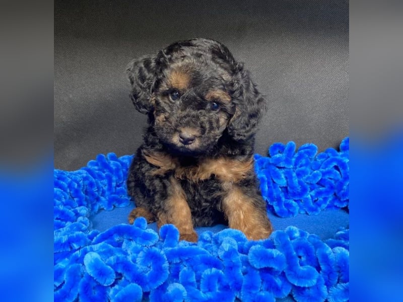 Zwergpudel Welpen in black-tan mit Stammbaum suchen liebe Menschen