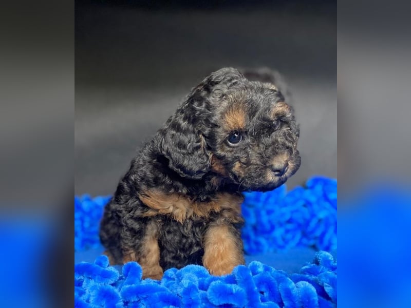 Zwergpudel Welpen in black-tan mit Stammbaum suchen liebe Menschen