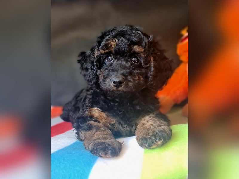 Zwergpudel Welpen in black-tan mit Stammbaum suchen liebe Menschen