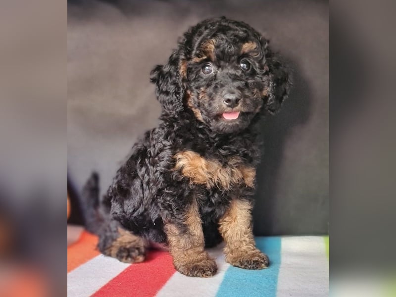 Zwergpudel Welpen in black-tan mit Stammbaum suchen liebe Menschen