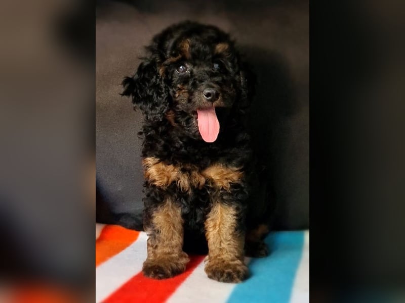 Zwergpudel Welpen in black-tan mit Stammbaum suchen liebe Menschen