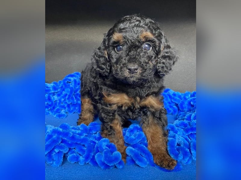 Zwergpudel Welpen in black-tan mit Stammbaum suchen liebe Menschen