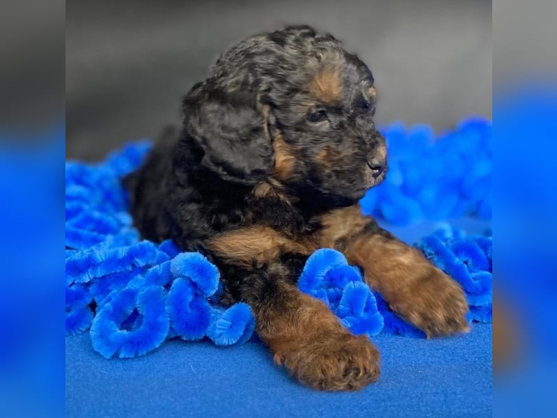 Zwergpudel Welpen in black-tan mit Stammbaum suchen liebe Menschen