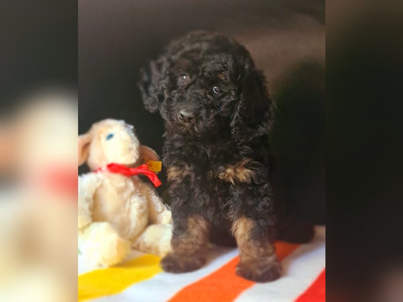 Zwergpudel Welpen in black-tan mit Stammbaum suchen liebe Menschen