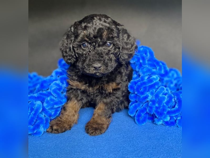 Zwergpudel Welpen in black-tan mit Stammbaum suchen liebe Menschen