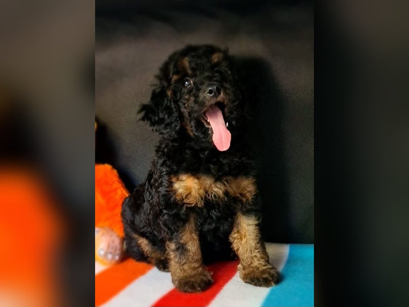 Zwergpudel Welpen in black-tan mit Stammbaum suchen liebe Menschen