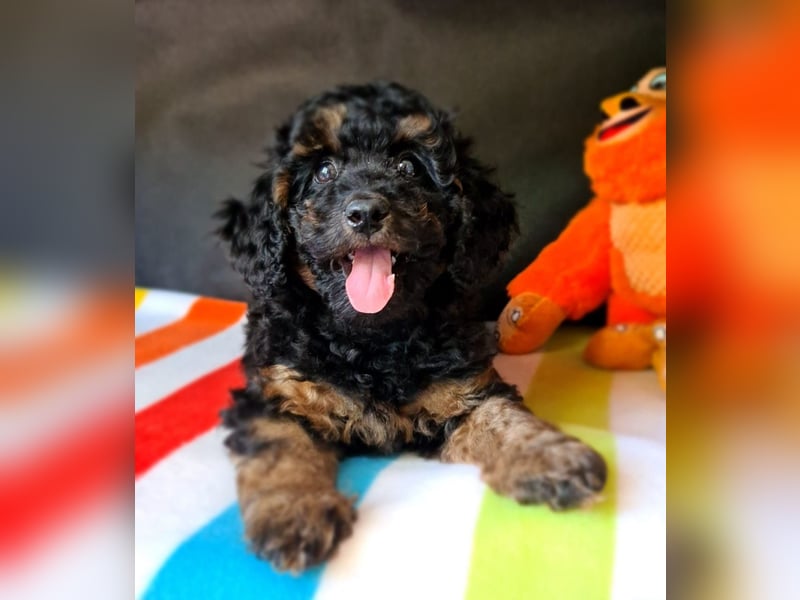 Zwergpudel Welpen in black-tan mit Stammbaum suchen liebe Menschen