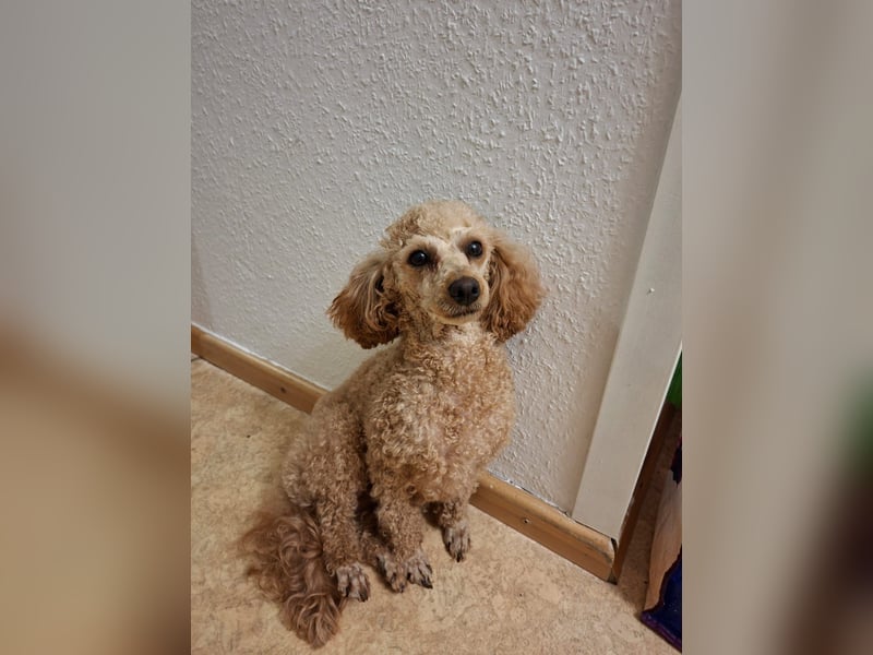 Zwerg Pudel Welpen Abricot