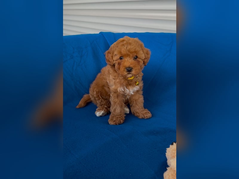 4Toy/Zwergpudel Welpen in apricot suchen liebevolles Zuhause