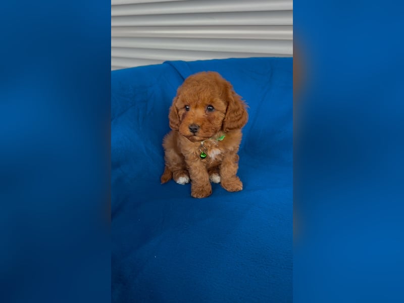 4Toy/Zwergpudel Welpen in apricot suchen liebevolles Zuhause