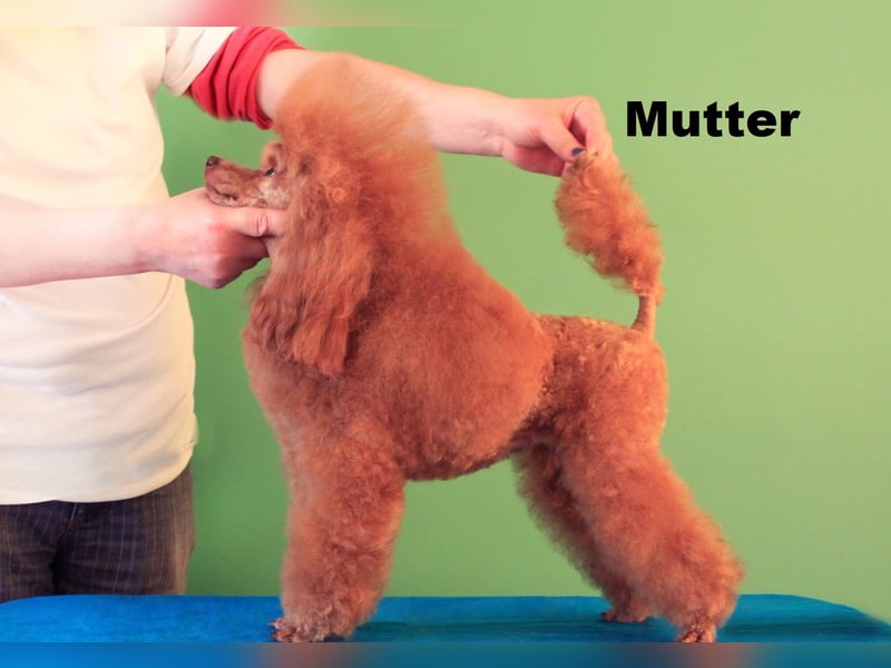 Junge Zwergpudel 33cm, FCI