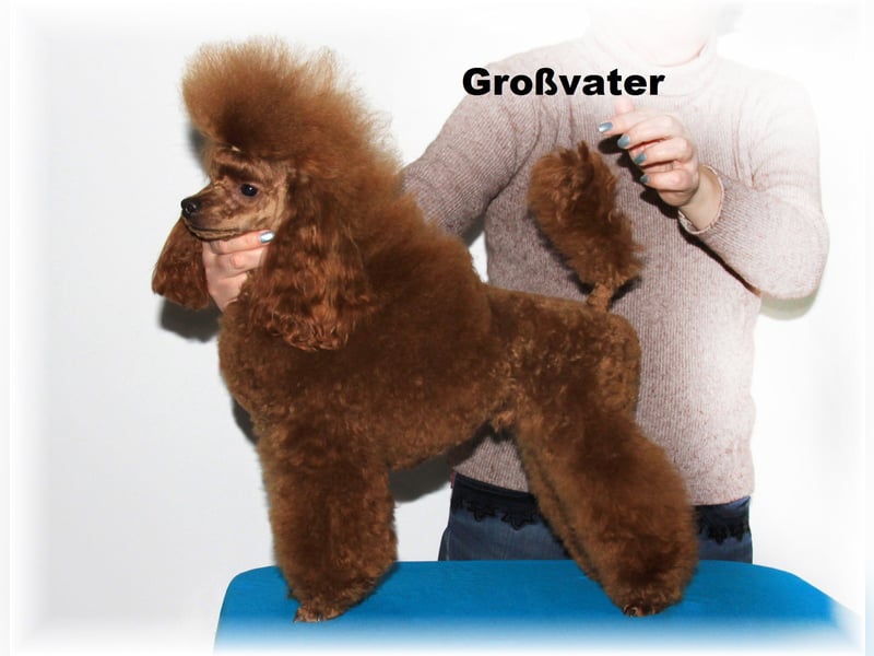 Junge Zwergpudel 33cm, FCI