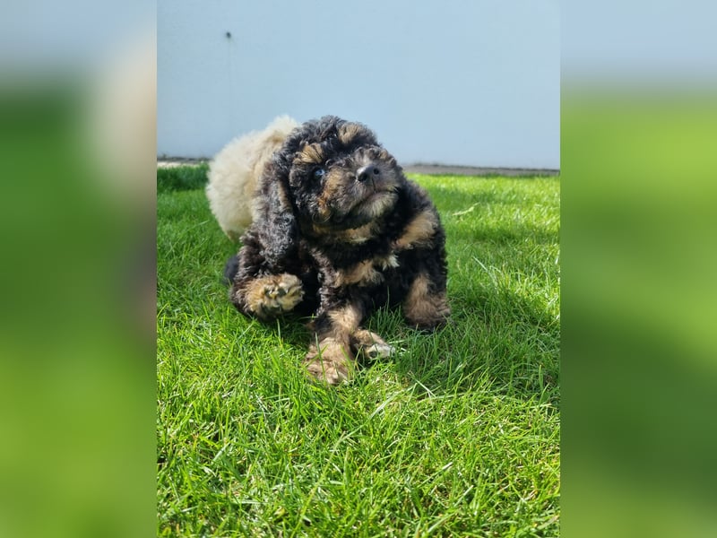 Zwerg/Toypudel babys