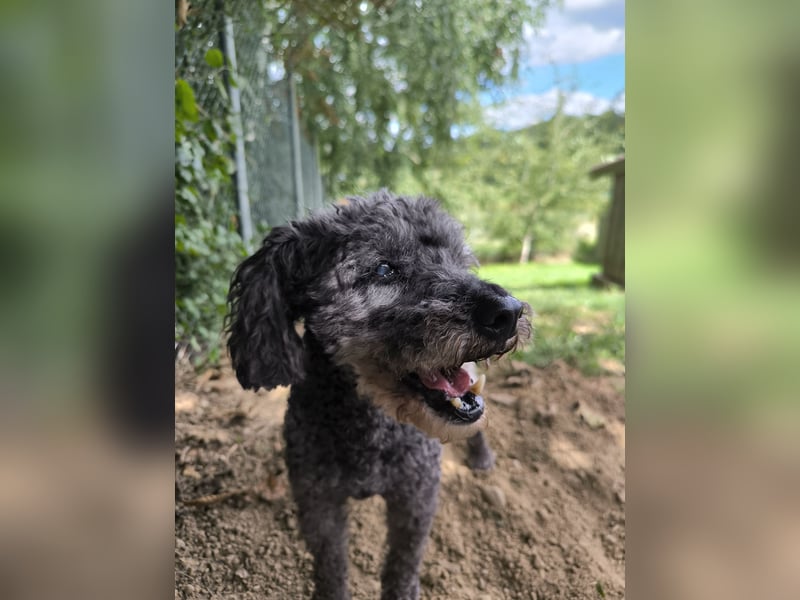Jacko sucht ein neues Zuhause