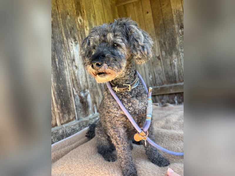 Jacko sucht ein neues Zuhause