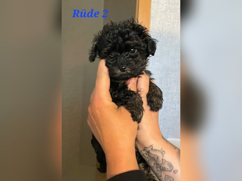 Rüde 2