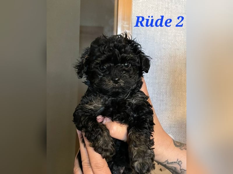 Rüde 2