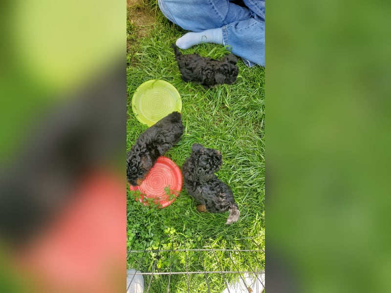 3 Minipudel/Zwergpudelwelprn hypoallergen!