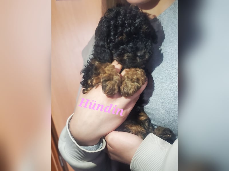 3 Minipudel/Zwergpudelwelprn hypoallergen!