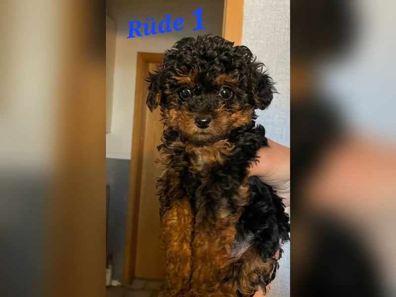 3 Minipudel/Zwergpudelwelprn hypoallergen!
