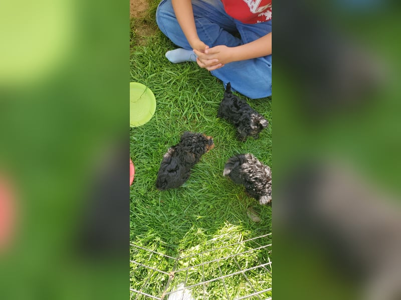 3 Minipudel/Zwergpudelwelprn hypoallergen!