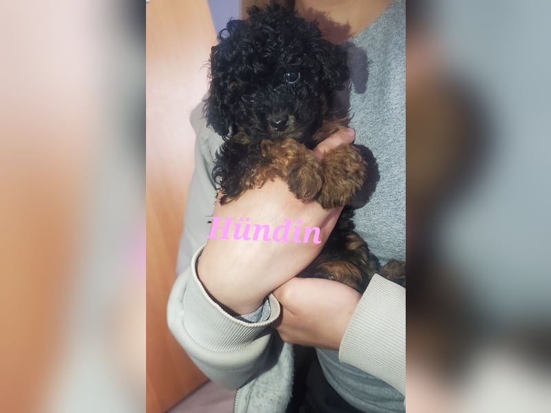 3 Minipudel/Zwergpudelwelprn hypoallergen!