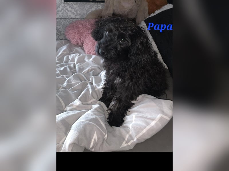 3 Minipudel/Zwergpudelwelprn hypoallergen!