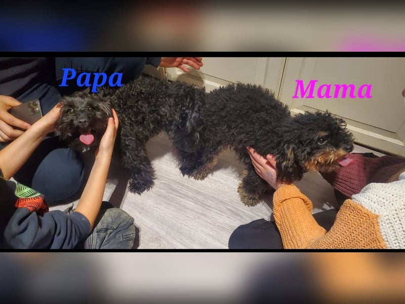 3 Minipudel/Zwergpudelwelprn hypoallergen!