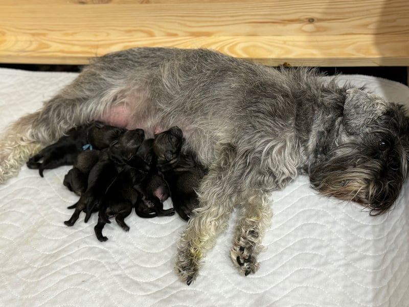 Zwergschnauzer pfeffer-salz Welpen
