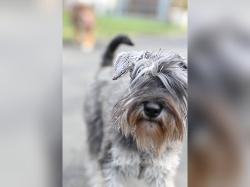Zwergschnauzer pfeffer-salz Welpen