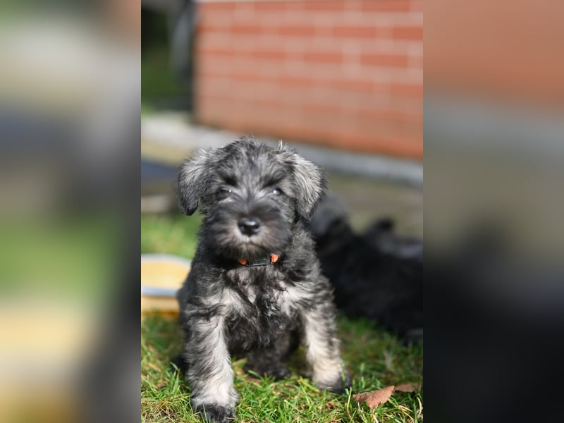 Zwergschnauzer pfeffer-salz Welpen