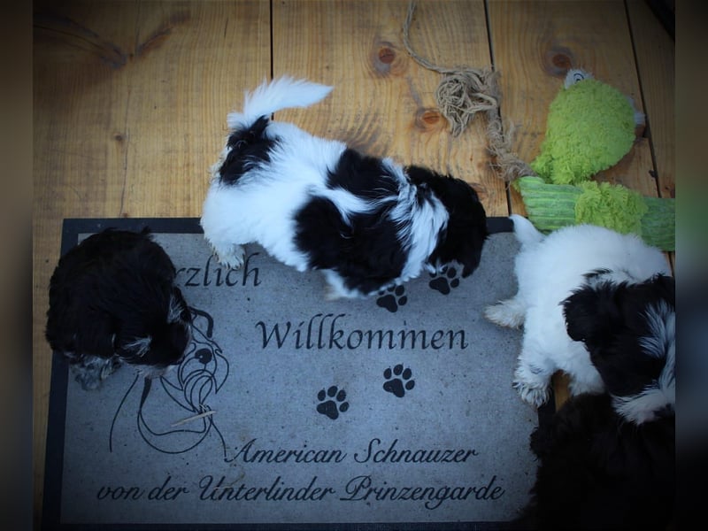 Zwergschnauzer Welpen