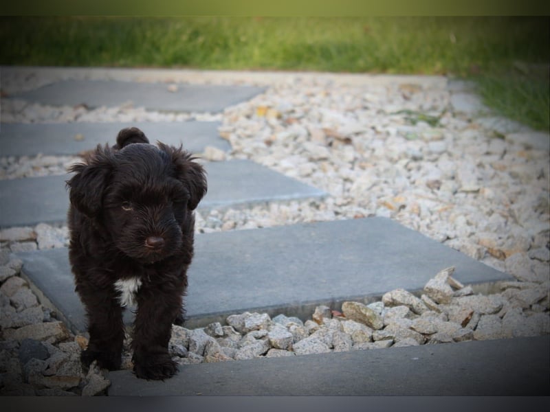 Zwergschnauzer Welpen