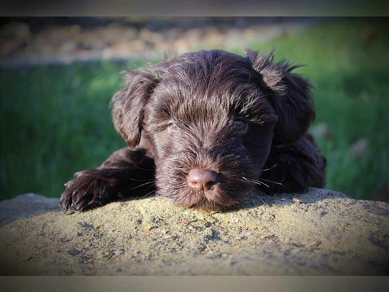 Zwergschnauzer Welpen